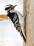 Downy Woodpecker